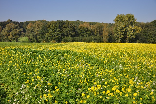 Ardennen